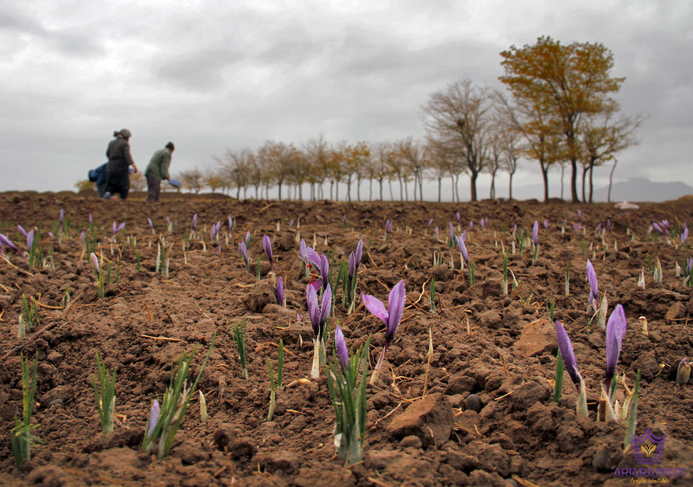 Lo zafferano viene raccolto dal fiore dello zafferano. La stagione di raccolta dello zafferano dura solo tre settimane, a partire dal primo ottobre. I fiori devono essere raccolti a mano, prima o subito dopo l'alba, per non essere danneggiati dal calore diretto del sole.